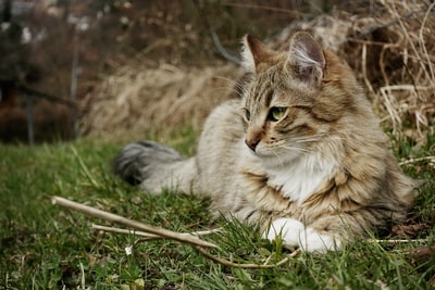 long-coated灰色的猫
